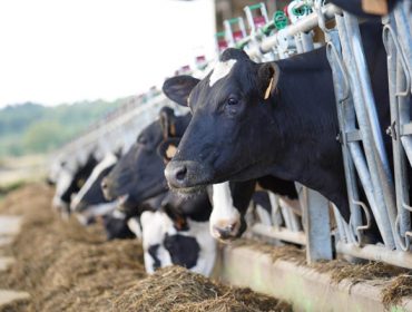 Galicia logra en marzo un récord de entregas de leite mensuais