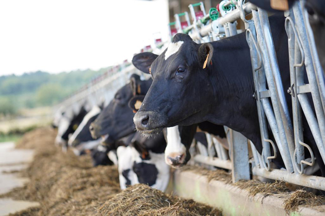 Las granjas de leche gallegas perdieron 160 millones por las ventas por debajo de los costes de producción