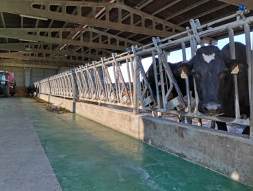 Alúgase ou véndese moderna gandaría de vacún de leite en Rodeiro