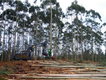 Os propietarios forestais de Galicia aumentan a facturación un 40% nos últimos dous anos