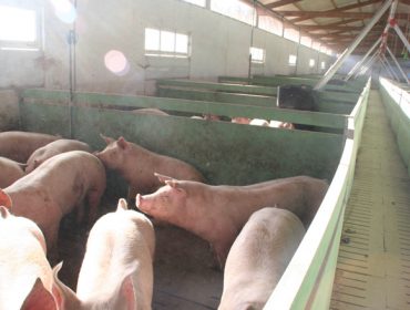 Xornada formativa en Zas para o persoal de granxas de porcino