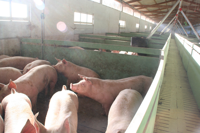Jornada formativa en Zas para el personal de granjas de porcino