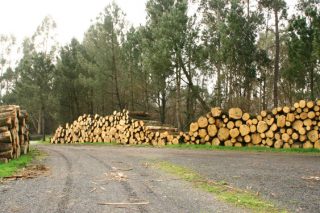 Como está a influír a crise da Covid-19 na industria forestal?