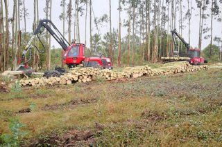 Galicia xa cortou 9 millóns de metros cúbicos de madeira no que vai de ano, o 56% de eucalipto