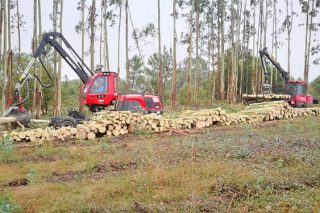 Resolución das axudas para compra de maquinaria por parte de 112 empresas forestais e aserradoiros