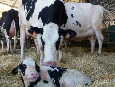 Reforzar o sistema inmunitario da vaca, vía para lograr un posparto sen antibióticos