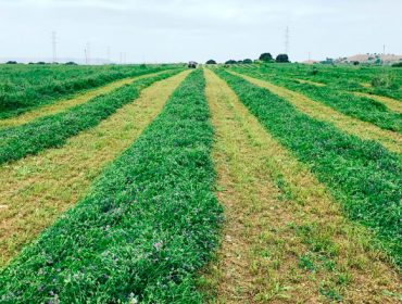 Xornada técnica este mércores en Boimorto sobre cultivo de alfalfa