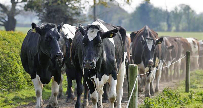 Vacas volvendo do pasto nunha explotación no Reino Unido
