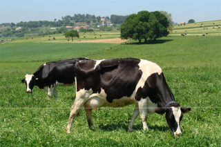 Relación entre a dieta das vacas e a presenza de compostos bioactivos no leite