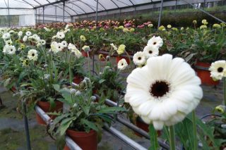 Os produtores de flor ornamental poderán acollerse ás axudas por cesamento de actividade se a súa facturación descende un 75%