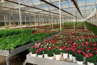 San Sadurniño en flor, unha iniciativa de apoio ós viveiros locais de planta ornamental