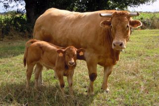 ¿Como mellorar os resultados do teu rabaño de vacas nutrices coa programación fetal?
