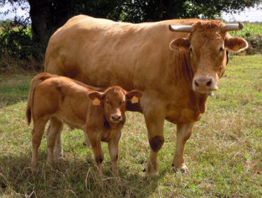¿Como mellorar os resultados do teu rabaño de vacas nutrices coa programación fetal?