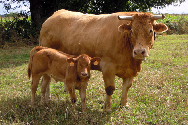¿Cómo mejorar los resultados de tu rebaño de vacas nodrizas con la programación fetal?