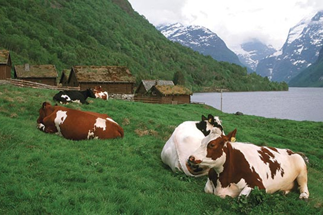 Tratamento da mamite en vacún de leite en Noruega