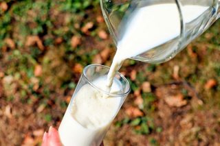 O leite enteiro, un aliado para previr a obesidade entre os cativos