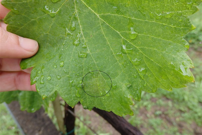 Aconsejan un nuevo tratamiento contra el mildiu en el viñedo ante las lluvias y temperaturas suaves