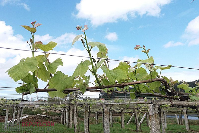 Recomiendan aplicar el primer tratamiento contra el  mildio en las viñas más desarrolladas