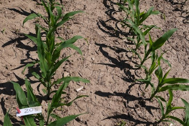 Belchim: Soluciones para controlar las malas hierbas en maíz en cada estadio