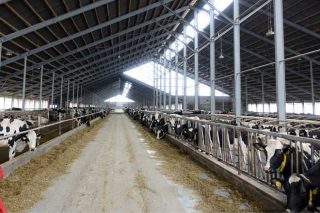 Eibau eG, como traballa unha granxa cooperativa de 1.400 vacas