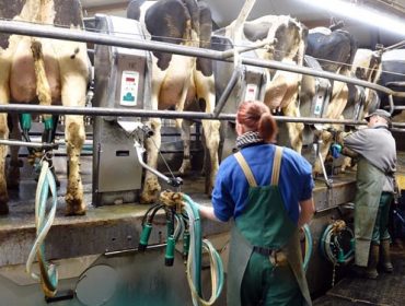 Importante incremento da produción pero escasa suba de prezos do leite en xaneiro