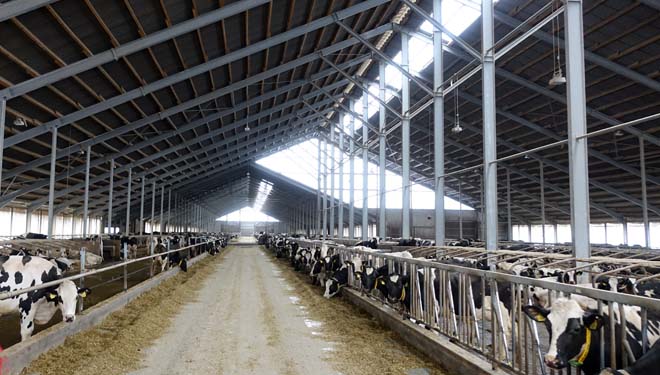 Eibau eG, como traballa unha granxa cooperativa de 1.400 vacas