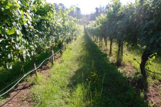 É necesario regar o viñedo en Galicia?