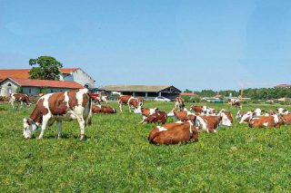 Xornada sobre “Cómo subir as calidades do leite ecolóxico ou de pastoreo”