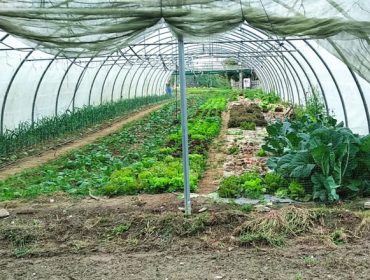 O Sindicato Labrego critica o “abandono” do sector da horta por parte da Consellería do Medio Rural