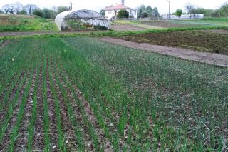 Xornada sobre control biolóxico de pragas en cultivos de horta