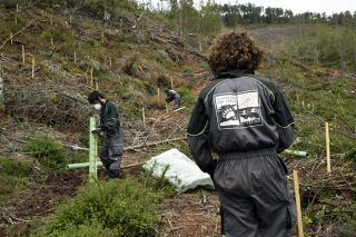 Plantadas 55.000 árbores autóctonas para mellorar o hábitat do oso no Courel