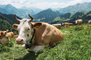 Suiza, o país onde os gandeiros están a vender o leite a 59 céntimos o litro
