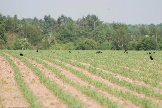 ¿Como protexer as sementes de millo fronte aos corvos e xabaríns?