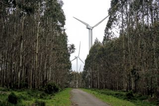 A Xunta anuncia que o Plan Forestal de Galicia reducirá un 5% a actual superficie de eucalipto
