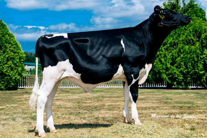 Mejores toros de raza Holstein en España: resultados de las últimas pruebas