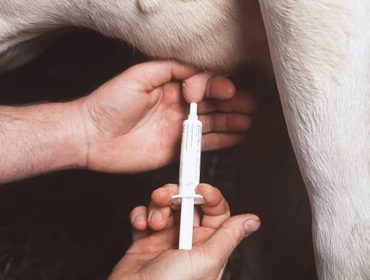 Xornadas sobre estratexias para o uso sustentable de antibióticos en vacún de leite