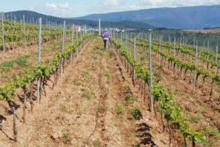 Propoñen un novo polígono agroforestal no concello pontevedrés de Arbo dedicado a viña
