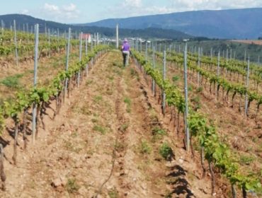 Propoñen un novo polígono agroforestal no concello pontevedrés de Arbo dedicado a viña