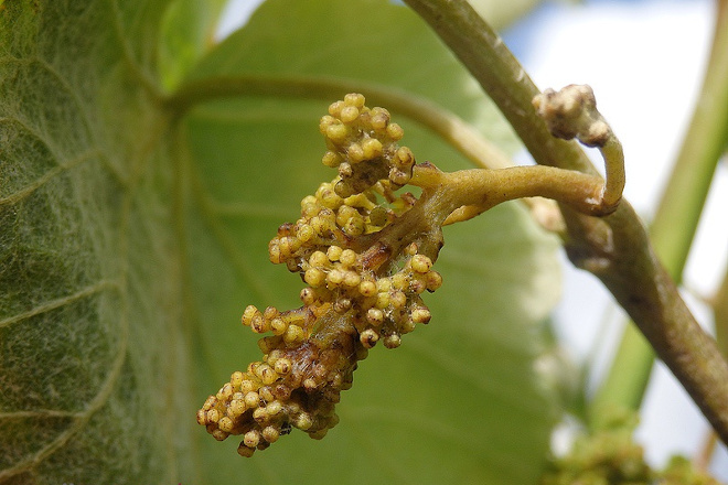 Condicións moi favorables para a propagación do mildeu no viñedo