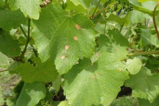 Advirten da propagación do Black-rot polos viñedos de Galicia