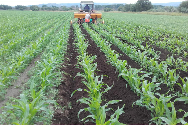Gestión integrada de plagas en el maíz