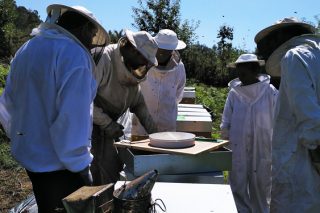 Curso sobre pragas e enfermidades na apicultura