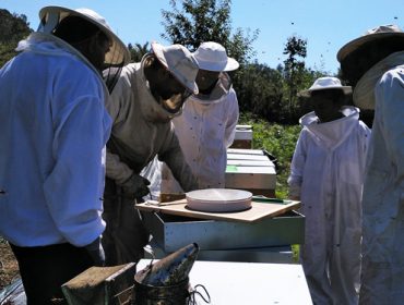 Curso sobre pragas e enfermidades na apicultura