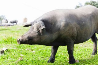 De Heus lanza o seu novo plan nutricional para porcino ibérico