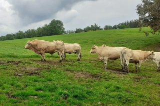 As ganderías de vacún de carne cobrarán entre 900 e 7.000 euros de axudas directas polo coronavirus