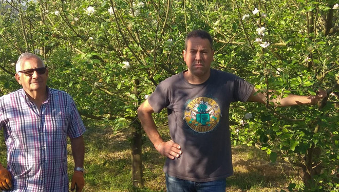 A plantación de Narón na que se acadou o récord de colleita de mazá de sidra: 45 toneladas por hectárea