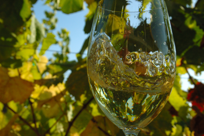 «Saccharomyces cerevisiae XG3», la levadura gallega que mejora las cualidades de los vinos del Ribeiro