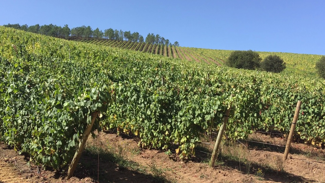 La salud y la producción del viñedo se incrementan con el abono de bagazo
