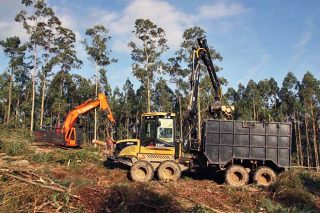 O Concello do Valadouro propón axudas extraordinarias para relanzar as cortas de madeira