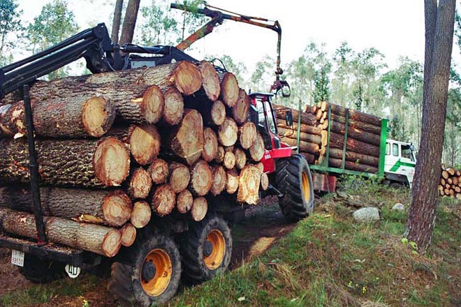 Os propietarios forestais de Galicia aumentan  a súa facturación un 29 % no ano 2021